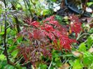 Acer Orangeola