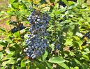 w-Fructe salbatice - Wild berries