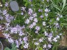 phlox subulata fabulous blue viole