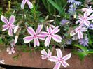 Phlox subulata kimono pink white