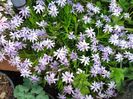 phlox subulata fabulous blue viole