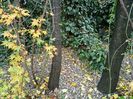 Acer Taiyo-Nishiki