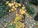 Acer Taiyo-Nishiki