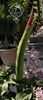 Woodoo Lily Dracunculus Vulgaris Schott2