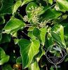 Hedera_hibernica1