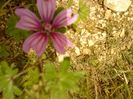 15223912_VJPERMIXB