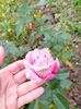 IMG20221119135232