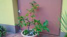 Mar decorativ (Malus X robusta ”Red Sentinel”)
