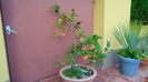 Mar decorativ (Malus X robusta ”Red Sentinel”)