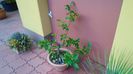 Mar decorativ (Malus X robusta ”Red Sentinel”)