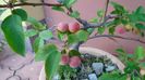 Mar decorativ (Malus X robusta ”Red Sentinel”)