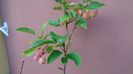 Mar decorativ (Malus X robusta ”Red Sentinel”)