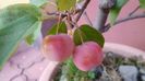Mar decorativ (Malus X robusta ”Red Sentinel”)