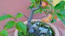Mar decorativ (Malus X robusta ”Red Sentinel”)