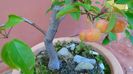 Mar decorativ (Malus X robusta ”Red Sentinel”)