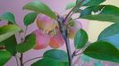 Mar decorativ (Malus X robusta ”Red Sentinel”)