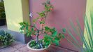 Mar decorativ (Malus X robusta ”Red Sentinel”)