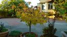 Arbore de ampar sau de guma (Liquidambar styraciflua)
