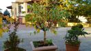 Mesteacan alb (Betula pendula)