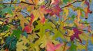 Arbore de ampar sau de guma (Liquidambar styraciflua)