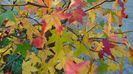 Arbore de ampar sau de guma (Liquidambar styraciflua)