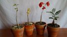 Cyphostemma elephantopus, Adenia olaboensis, Commiphora kataf (orbicularis) & Senna meridionalis
