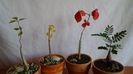 Cyphostemma elephantopus, Adenia olaboensis, Commiphora orbicularis & Senna meridionalis