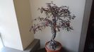 Operculicarya decaryi