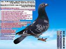 RO 20 858668 M Pret 200 Lei + transportul
