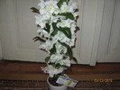 dendrobium