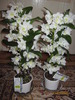 dendrobium la plural