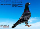 RO 20 858197 M Pret 150 Lei +  transportul