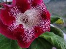 Gloxinia tigrina rosie 