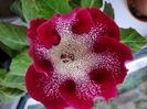 Gloxinia tigrina rosie 