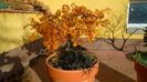 Arbore magic persan (Parrotia persica)