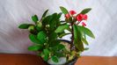 Euphorbia milii flori rosii & Euphorbia milii flori albe