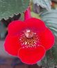 RF'S ROYAL RED
