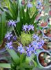 Img.2022.12.19- Scilla