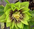 HELLEBORUS DOUBLE GREEN SPOTTED  92,00 lei