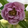 HELLEBORUS DOUBLE PINK SPOTTED -LIVRAREA DIN FEBRUARIE 2023 88,00 LEI