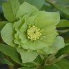 HELLEBORUS ORIENTALIS ‘MAGIC DOUBLE GREEN’ -LIVRAREA DIN FEBRUARIE 2023 88,00 LEI