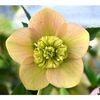 HELLEBORUS ANEMONA APRICOT -LIVRAREA DIN FEBRUARIE 2023 83,00 LEI