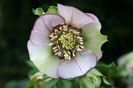 HELLEBORUS ANEMONA PICOTEE -LIVRAREA DIN FEBRUARIE 2023 83,00 LEI