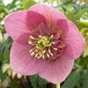 HELLEBORUS ANEMONA PINK -LIVRAREA DIN FEBRUARIE 2023 83,00 LEI