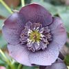 HELLEBORUS ANEMONA SLATY BLUE -LIVRAREA DIN FEBRUARIE 2023 83,00 LEI