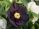 HELLEBORUS ANEMONA BLACK -LIVRAREA DIN FEBRUARIE 2023 83,00 LEI