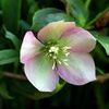 HELLEBORUS GLENDA S GLOSS FROSTKISS -DISPONIBIL DIN MARTIE 2023 67,00 LEI