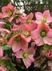HELLEBORUS ROSEMARY8