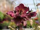 HELLEBORUS STAR OF PASSION9