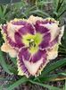 Finding Glory - 2019 - SE - bloomed